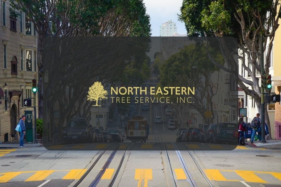 Tree Services by Family-Owned North Eastern Tree Service are Comprehensive and Provided Affordably for Property Owners in Rhode Island, Connecticut, and Massachusetts Tree Services by Family-Owned North Eastern Tree Service are Comprehensive and Provided Affordably for Property Owners in Rhode Island, Connecticut, and Massachusetts