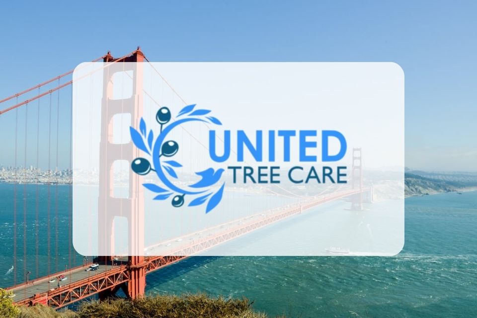 Expert Tree Services in Manassas: United Tree Care Stands Out for its Experience, Value, Quality, and Prompt Service Expert Tree Services in Manassas: United Tree Care Stands Out for its Experience, Value, Quality, and Prompt Service